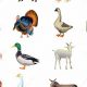 Achieve Farm Animals Realistic: Art, Tips & More! | The Conscious Farmer | Sustainable Agriculture for a Healthier Planet