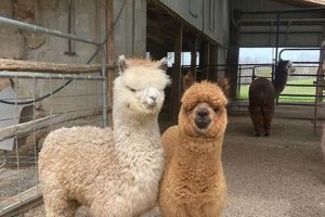 Discover Lazy Acres Alpaca Farm: Fiber &amp; Farming Bliss | The Conscious Farmer | Sustainable Agriculture for a Healthier Planet