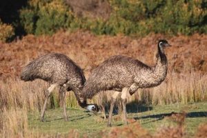 Start Emu Farming Now: A Complete Guide & Tips | The Conscious Farmer | Sustainable Agriculture for a Healthier Planet