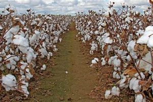 Farming: How to Survive on a Cotton Farm with Bad Soil - Tips | The Conscious Farmer | Sustainable Agriculture for a Healthier Planet