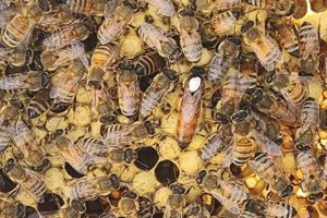 Discover Mountain Bee Farm Honey: Nature's Sweetness | The Conscious Farmer | Sustainable Agriculture for a Healthier Planet