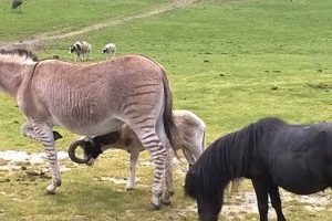 Why Abrams' Animal Farm? Get the Guide! | The Conscious Farmer | Sustainable Agriculture for a Healthier Planet