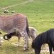 Why Abrams' Animal Farm? Get the Guide! | The Conscious Farmer | Sustainable Agriculture for a Healthier Planet