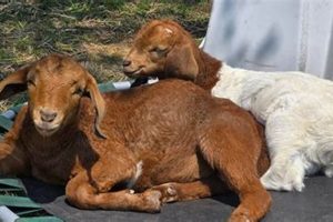 Discover Oly Farms: Sustainable Farming for a Better World | The Conscious Farmer | Sustainable Agriculture for a Healthier Planet