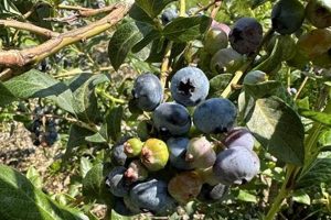 Growing Reenders Blueberry Farms: A Farming Guide | The Conscious Farmer | Sustainable Agriculture for a Healthier Planet