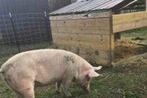 Visit Heartland Farm Sanctuary Verona: A Haven For Animals! | The Conscious Farmer | Sustainable Agriculture for a Healthier Planet