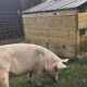 Visit Heartland Farm Sanctuary Verona: A Haven For Animals! | The Conscious Farmer | Sustainable Agriculture for a Healthier Planet