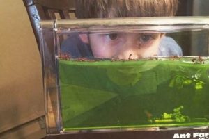 Best Ant Farms for Kids: A Fun Farming Guide! | The Conscious Farmer | Sustainable Agriculture for a Healthier Planet