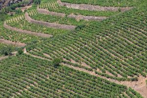 Sustainable Farming in the Mediterranean: Tips &amp; Techniques | The Conscious Farmer | Sustainable Agriculture for a Healthier Planet