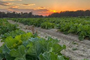Discover Pope Farms: Sustainable Farming Excellence | The Conscious Farmer | Sustainable Agriculture for a Healthier Planet