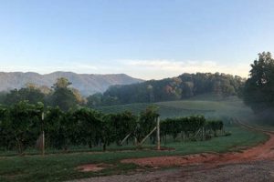 Visit Addison Farms Vineyard in Leicester, NC: A Guide | The Conscious Farmer | Sustainable Agriculture for a Healthier Planet