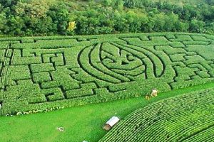 Discover Lonesome Valley Farms: Sustainable Farming Oasis | The Conscious Farmer | Sustainable Agriculture for a Healthier Planet