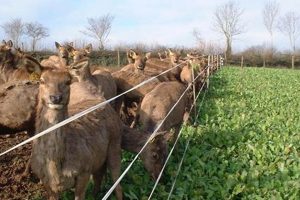 Pros of Farmed Deer: A Farming Guide + Benefits | The Conscious Farmer | Sustainable Agriculture for a Healthier Planet