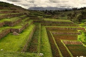 Ancient Incan Farming Styles: Sustainable Farming | The Conscious Farmer | Sustainable Agriculture for a Healthier Planet
