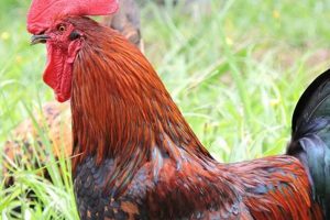 Raising Roosters: Your Farm Guide to Rooster Farm Success | The Conscious Farmer | Sustainable Agriculture for a Healthier Planet