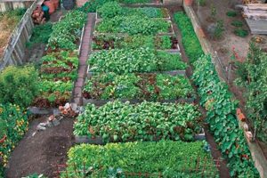 Guide to Mini Farming: Maximize Your Small Space Yields | The Conscious Farmer | Sustainable Agriculture for a Healthier Planet