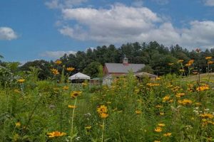 Explore Lincoln Farms: Your Guide to Local Agriculture | The Conscious Farmer | Sustainable Agriculture for a Healthier Planet