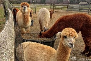 Discover Island Alpaca Farms: Fleece & Farming Bliss | The Conscious Farmer | Sustainable Agriculture for a Healthier Planet