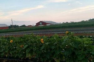 Discover Burnett Farms Today: Fresh & Sustainable! | The Conscious Farmer | Sustainable Agriculture for a Healthier Planet