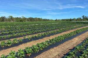 Your Guide to Elliott Farms: History & Modern Farming | The Conscious Farmer | Sustainable Agriculture for a Healthier Planet