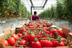 Your Guide to Local Harvest Farms: Produce & More | The Conscious Farmer | Sustainable Agriculture for a Healthier Planet