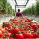 Your Guide to Local Harvest Farms: Produce & More | The Conscious Farmer | Sustainable Agriculture for a Healthier Planet