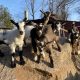 Building a Happy Goats Farm: Tips &amp; Strategies | The Conscious Farmer | Sustainable Agriculture for a Healthier Planet