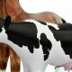 Stop! Blow Up Farm Animals: Why It's Illegal & Wrong | The Conscious Farmer | Sustainable Agriculture for a Healthier Planet