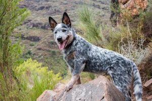 Top Breeds: The Best Farm Dog for Your Working Life | The Conscious Farmer | Sustainable Agriculture for a Healthier Planet