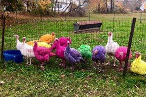 Gozzi Turkey Farm Guilford CT: Fresh, Local Thanksgiving Turkeys | The Conscious Farmer | Sustainable Agriculture for a Healthier Planet