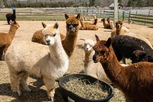 Discover Island Alpaca Farm Martha's Vineyard: Fleece & Fun! | The Conscious Farmer | Sustainable Agriculture for a Healthier Planet
