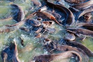 Best Catfish Farms Guide: From Ponds to Your Plate! | The Conscious Farmer | Sustainable Agriculture for a Healthier Planet