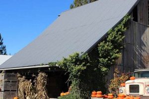 Visit Gordon Skagit Farms: Local Freshness Awaits! | The Conscious Farmer | Sustainable Agriculture for a Healthier Planet