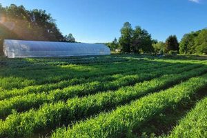 Discover: Hidden Acres Farm - Fresh & Local! | The Conscious Farmer | Sustainable Agriculture for a Healthier Planet