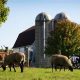 Visit Wolcott Mill Farm Center: A Farming Heritage! | The Conscious Farmer | Sustainable Agriculture for a Healthier Planet