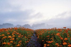Guide: Foster Farms Application Process & Tips | The Conscious Farmer | Sustainable Agriculture for a Healthier Planet