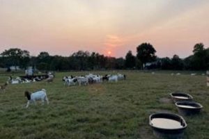 Discover MENA Farm Virginia: Cultivating Heritage Crops | The Conscious Farmer | Sustainable Agriculture for a Healthier Planet