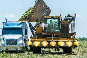 What is Truck Farming? History, Tips & Beyond | The Conscious Farmer | Sustainable Agriculture for a Healthier Planet