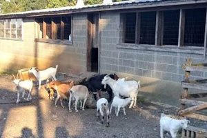 Discover Hans Farm NJ: Local, Sustainable Farming | The Conscious Farmer | Sustainable Agriculture for a Healthier Planet