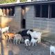 Discover Hans Farm NJ: Local, Sustainable Farming | The Conscious Farmer | Sustainable Agriculture for a Healthier Planet