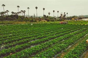 San Diego Farms: Your Guide to Local Harvests & More | The Conscious Farmer | Sustainable Agriculture for a Healthier Planet