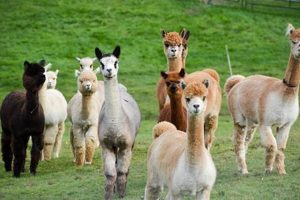 Guide to Alpaca Farming: Sustainable Fleece Production | The Conscious Farmer | Sustainable Agriculture for a Healthier Planet