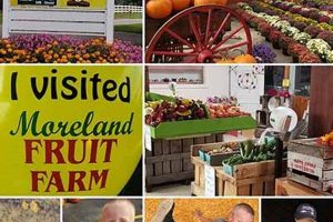 Discover Moreland Fruit Farm: Fresh, Local Goodness | The Conscious Farmer | Sustainable Agriculture for a Healthier Planet