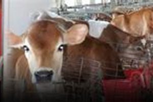 Premium King Dairy Farm Milk: Fresh from Our Farm! | The Conscious Farmer | Sustainable Agriculture for a Healthier Planet