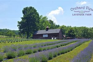 Visit Orchard View Lavender Farm: A Fragrant Escape! | The Conscious Farmer | Sustainable Agriculture for a Healthier Planet