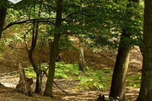 Discover Bennett Farm: Your Local Farming Connection | The Conscious Farmer | Sustainable Agriculture for a Healthier Planet