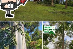 Kona's Buddha's Cup Coffee & Tea Farm: A Farming Paradise | The Conscious Farmer | Sustainable Agriculture for a Healthier Planet
