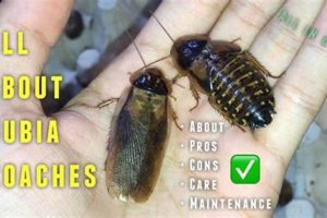 Stop Dubia Roach Farm Parasites: Control &amp; Prevention | The Conscious Farmer | Sustainable Agriculture for a Healthier Planet