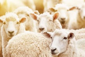 Guide to Fred and Richie's Farm: Sustainable Farming | The Conscious Farmer | Sustainable Agriculture for a Healthier Planet