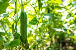 Unlock Eco-Rich KNF Farming: Natural Harvests! | The Conscious Farmer | Sustainable Agriculture for a Healthier Planet